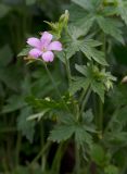 genus Geranium. Верхушка расцветающего растения. Республика Алтай, Шебалинский р-н, с. Камлак, Горно-Алтайский ботанический сад, экспозиция. 15.06.2016.