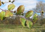Malus orientalis