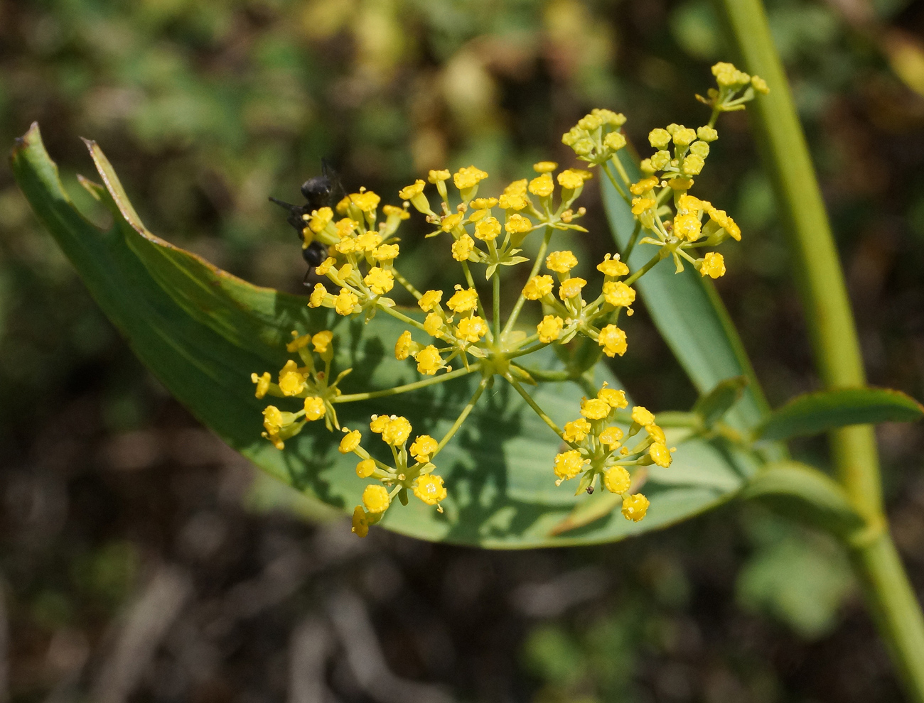 Image of Bupleurum krylovianum specimen.
