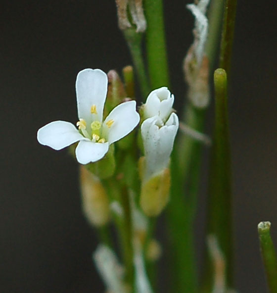 Изображение особи Arabis borealis.