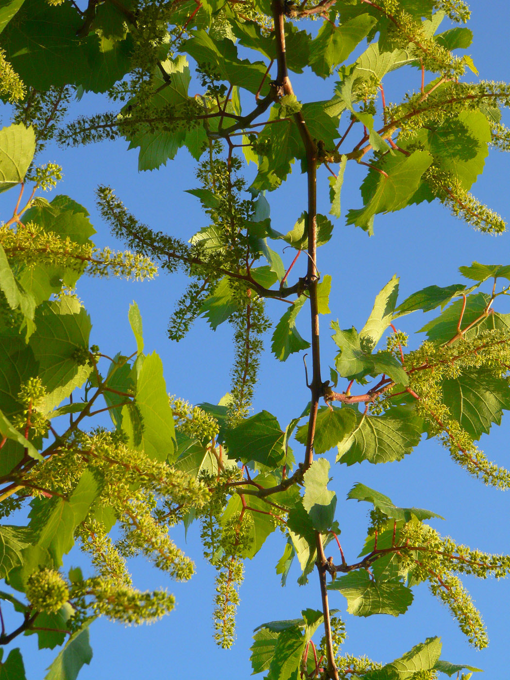 Image of Vitis &times; bacoi specimen.