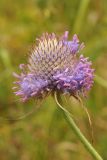Dipsacus dipsacoides