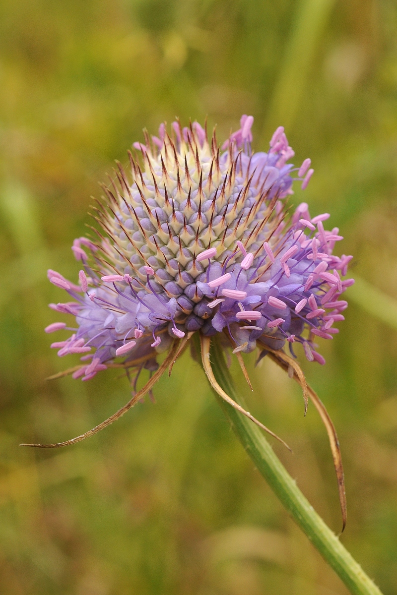 Изображение особи Dipsacus dipsacoides.