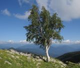 Betula pendula. Взрослое дерево выше верхней границы леса. Адыгея, Кавказский биосферный заповедник, хр. Каменное Море, ≈ 2000 м н.у.м., на скалах. 19.07.2015.