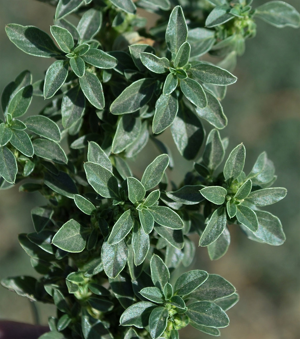 Image of Amaranthus blitoides specimen.