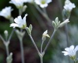Cerastium biebersteinii. Соцветие (вид сбоку). Крым, гора Чатырдаг (нижнее плато), луговая степь. 05.06.2016.