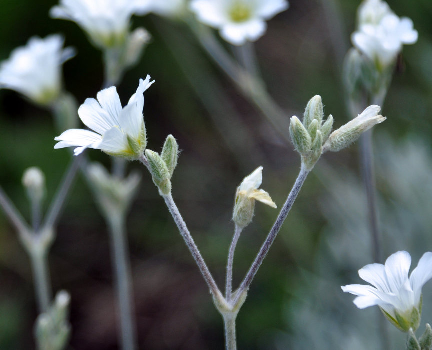 Изображение особи Cerastium biebersteinii.