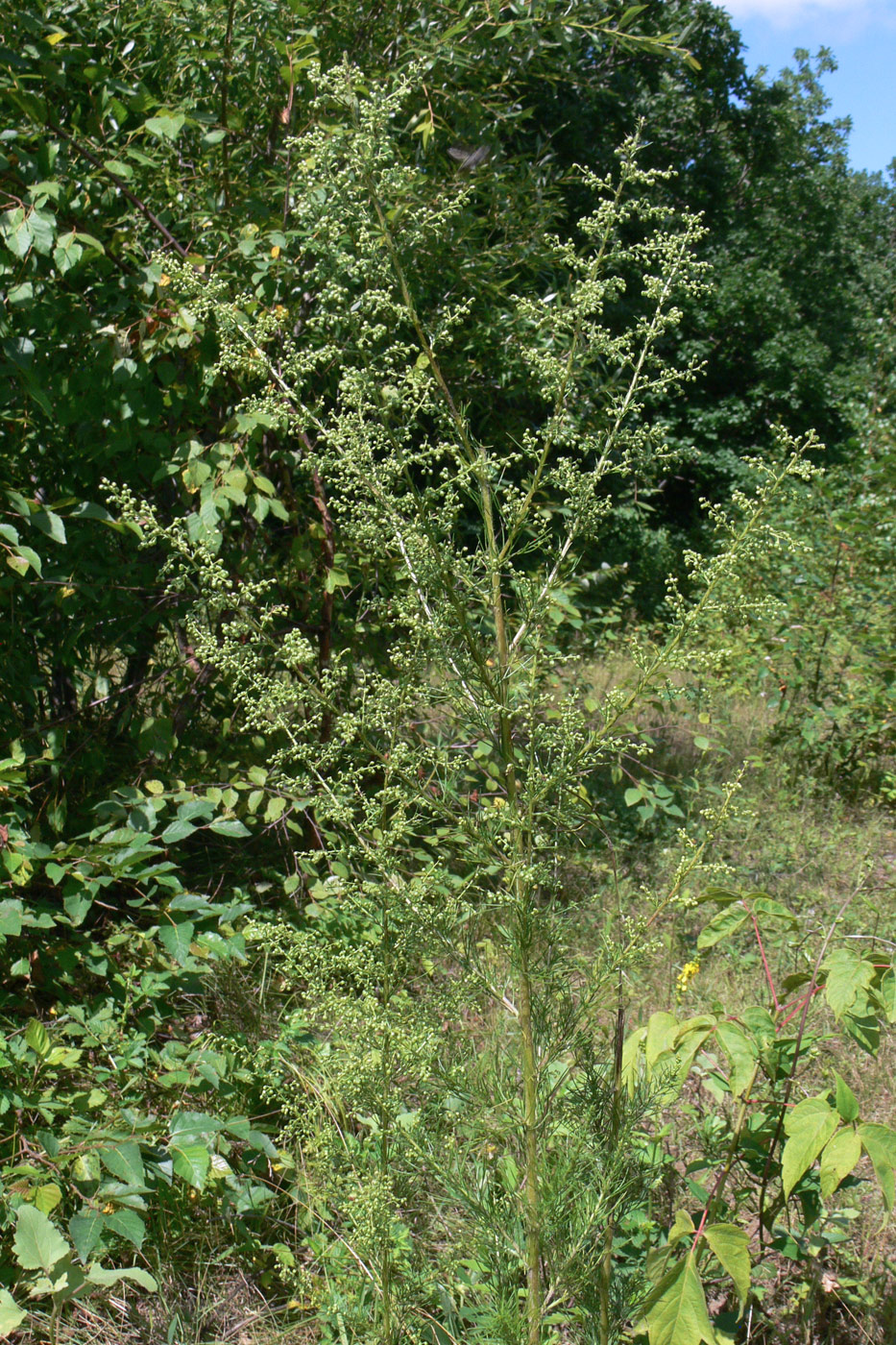 Image of Artemisia scoparia specimen.