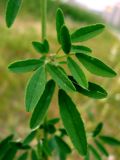 Melilotus albus. Листья. Республика Беларусь, г. Гродно. 13.08.2008.