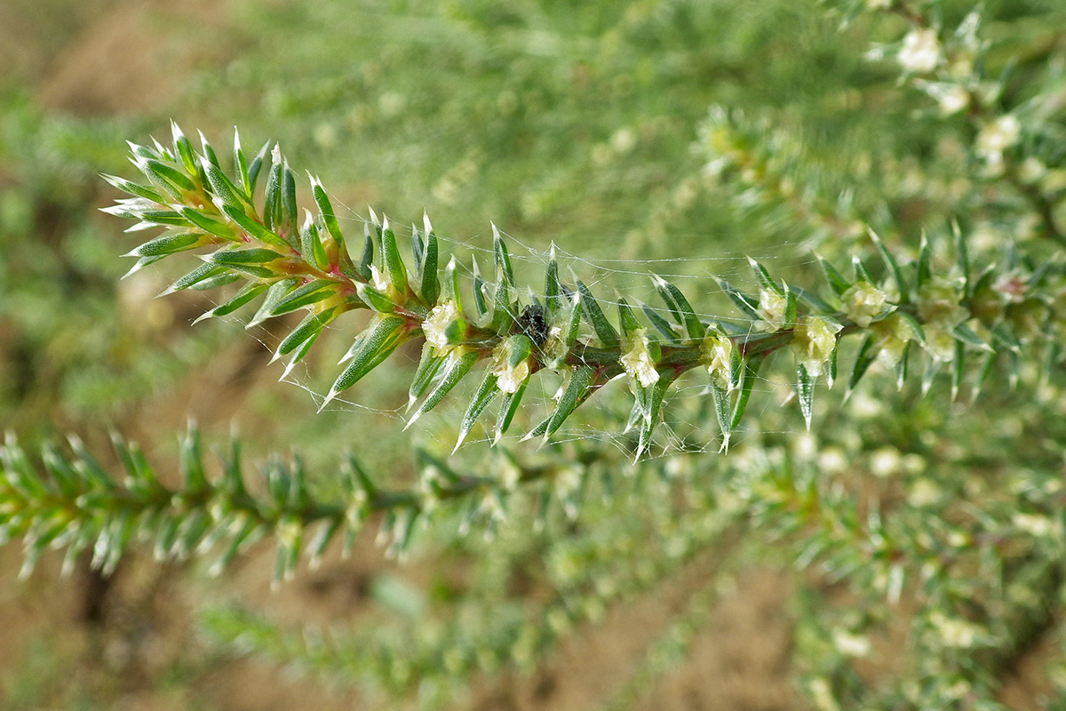 Изображение особи Salsola collina.