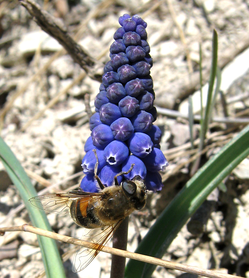 Image of Muscari armeniacum specimen.