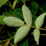 Rosa gallica