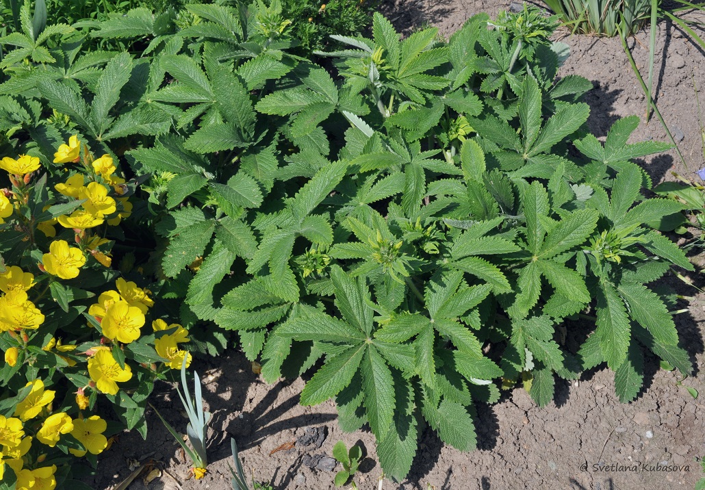 Изображение особи Potentilla thurberi.