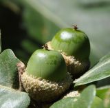 Quercus frainetto