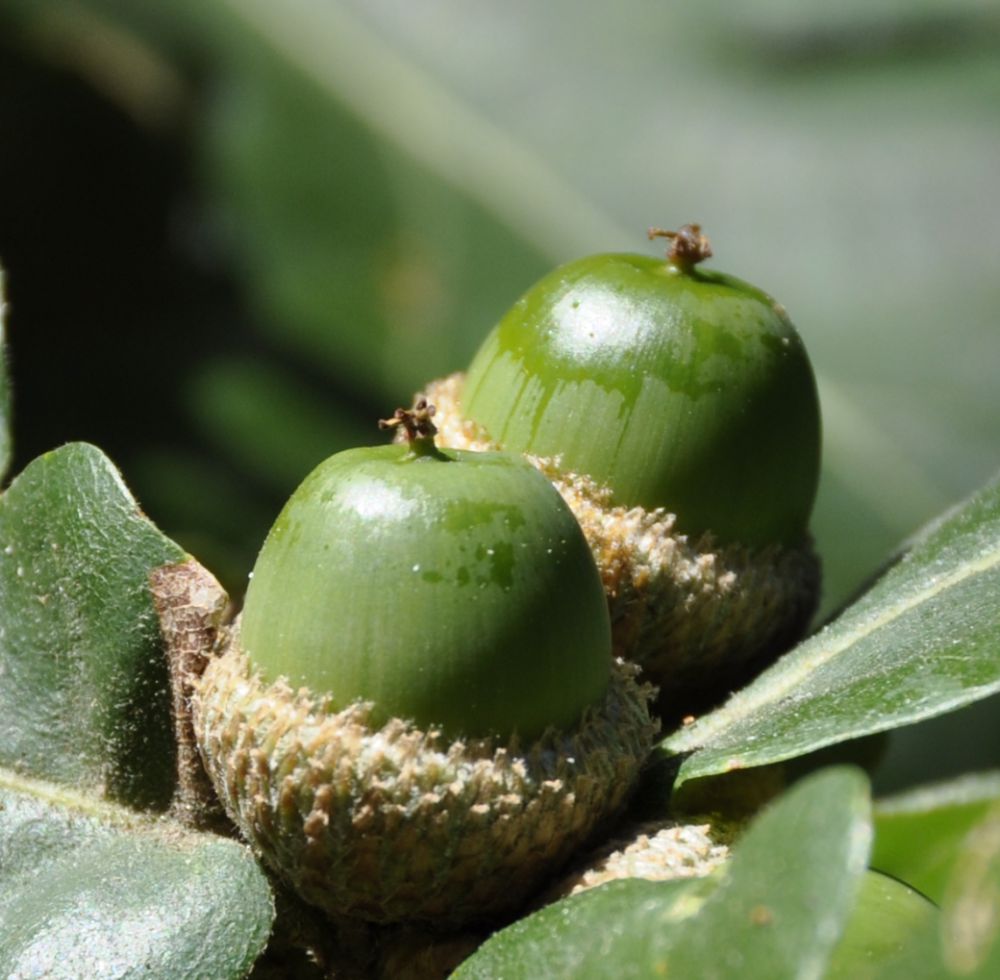 Image of Quercus frainetto specimen.