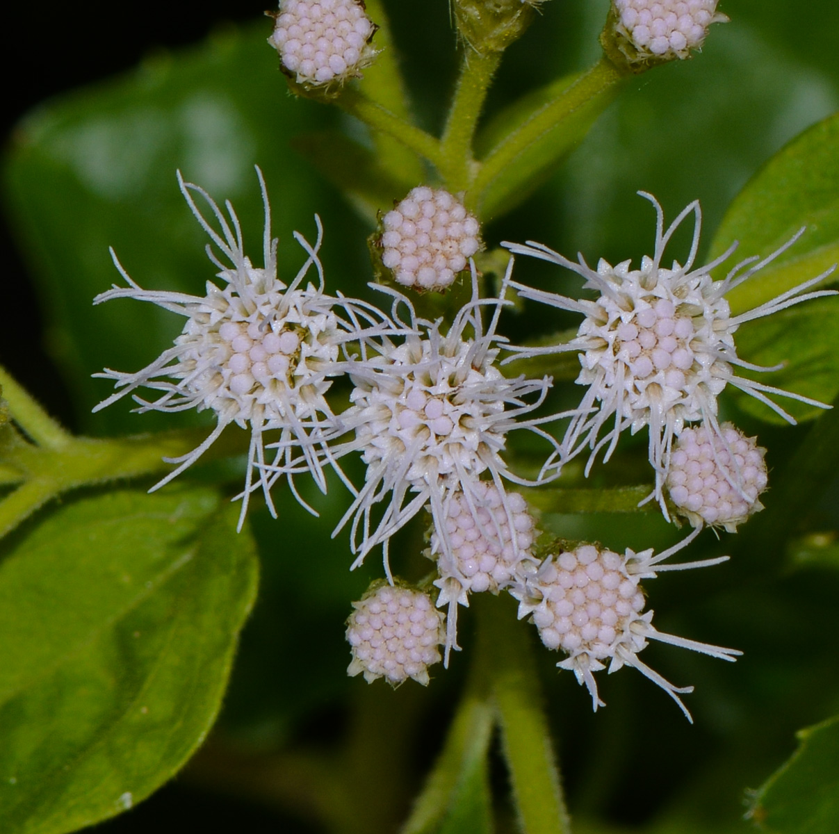 Изображение особи Chromolaena odorata.