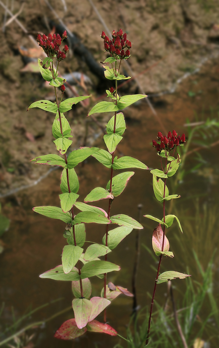 Image of Hypericum erectum specimen.