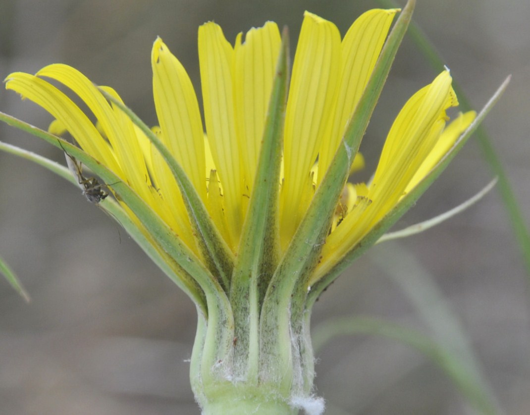 Image of Tragopogon tommasinii specimen.