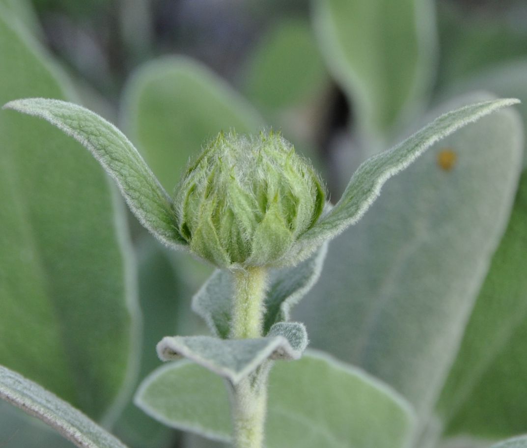 Изображение особи Phlomis fruticosa.