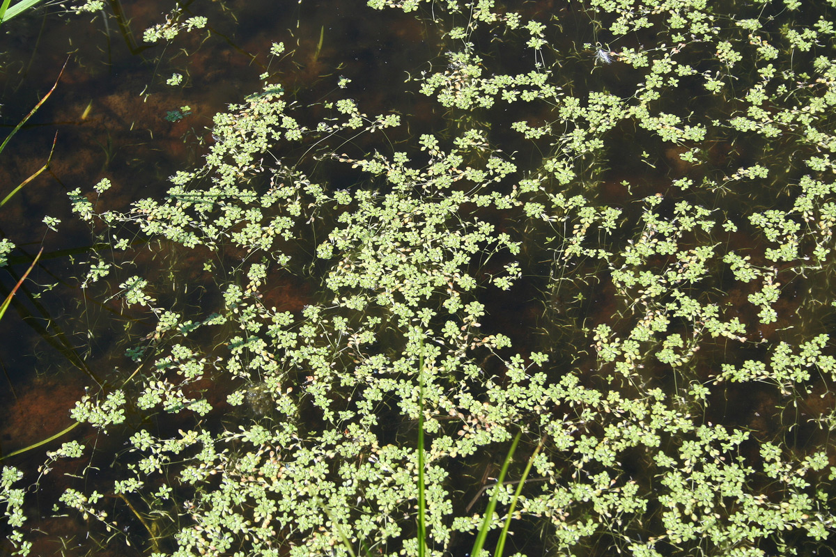 Image of Callitriche palustris specimen.