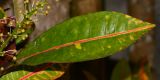 Codiaeum variegatum. Лист (вид с абаксиальной стороны). Таиланд, о-в Пхукет, ботанический сад. 16.01.2017.