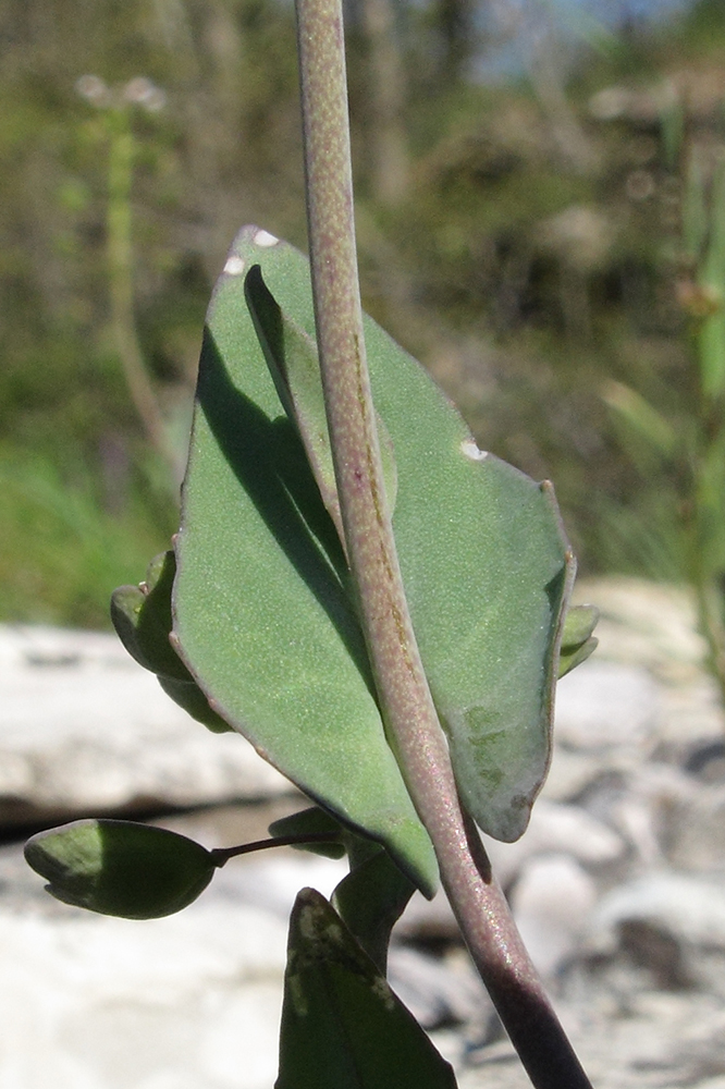 Image of Microthlaspi perfoliatum specimen.