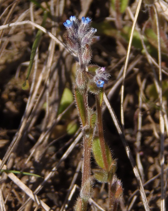 Image of Myosotis micrantha specimen.