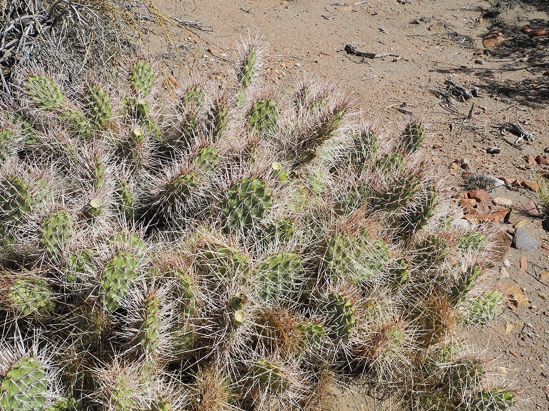 Image of Opuntia sulphurea specimen.