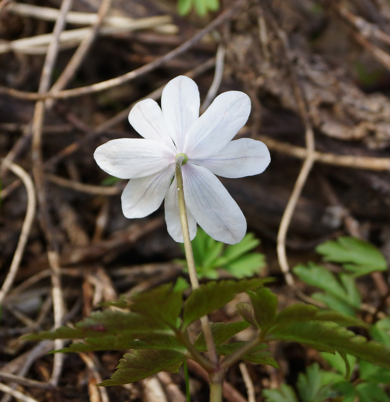 Image of Anemone altaica specimen.