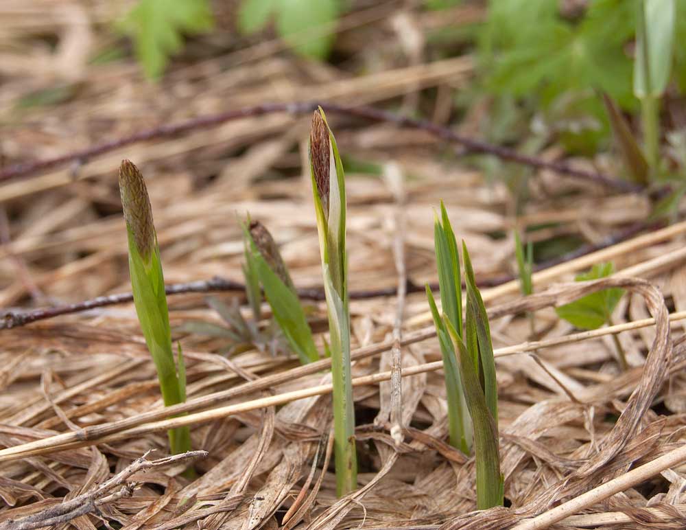 Image of Carex pilosa specimen.