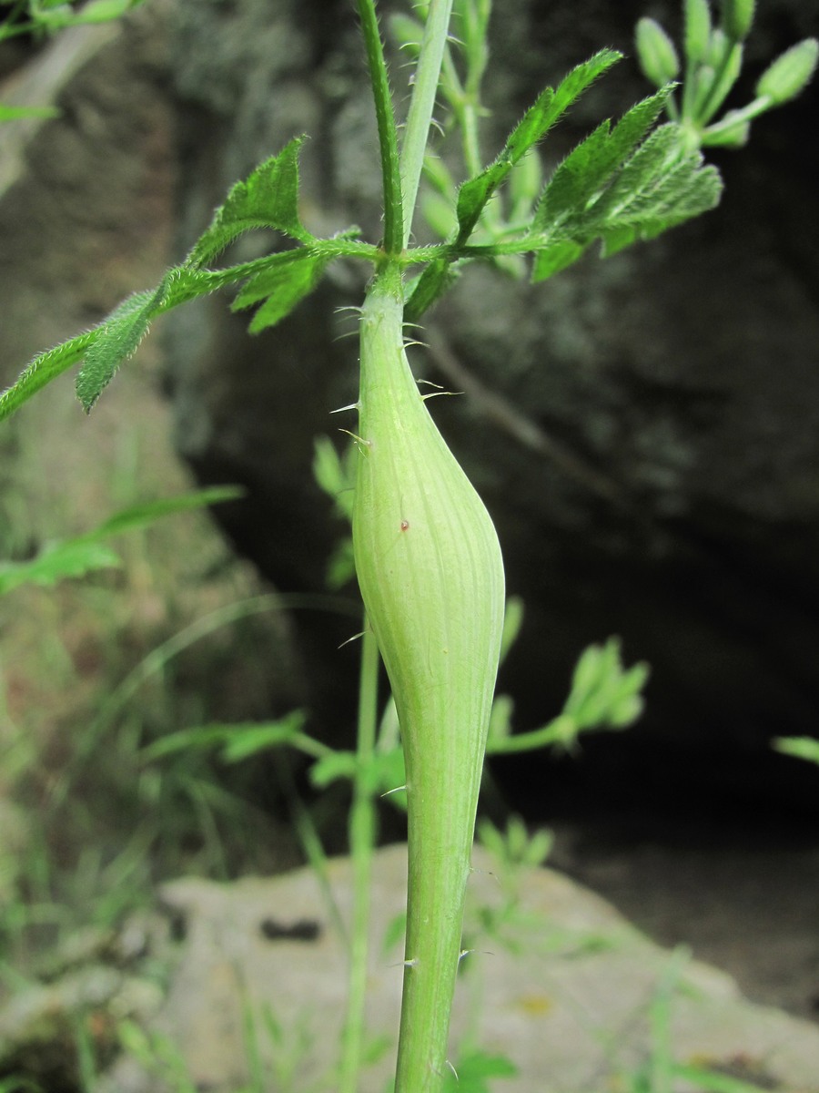 Изображение особи Physocaulis nodosus.