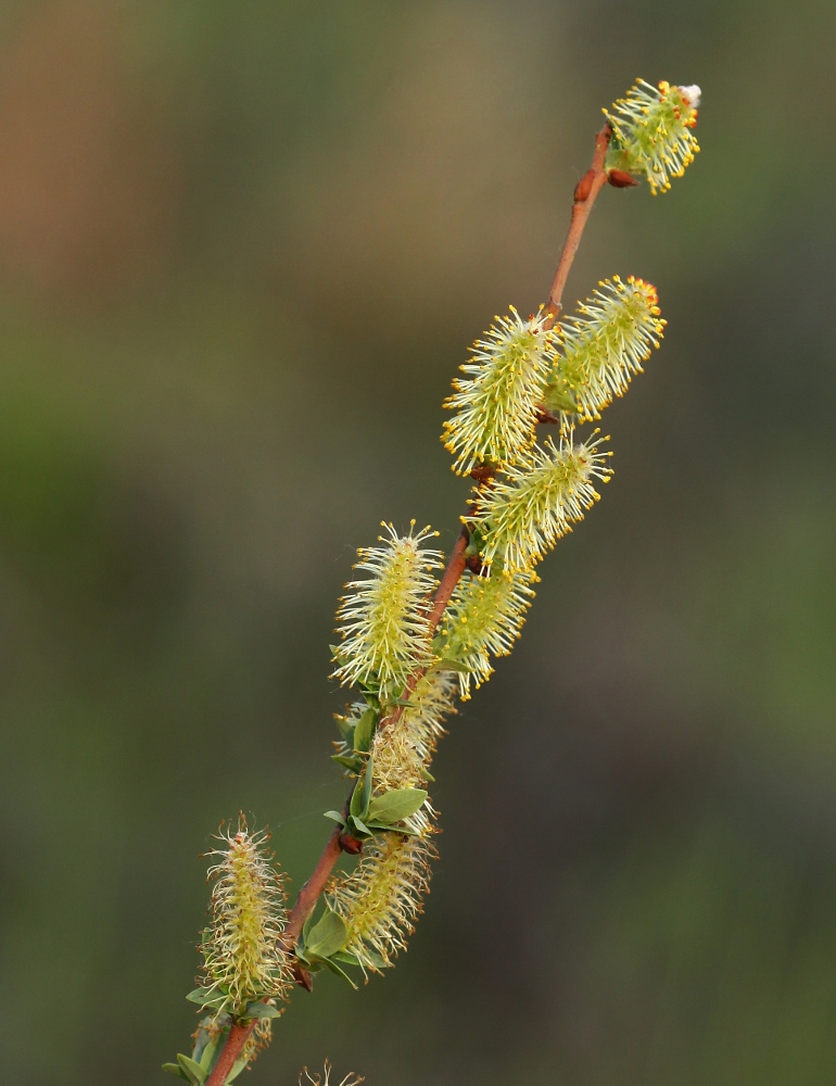 Изображение особи Salix myrtilloides.