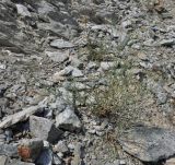 Petrorhagia подвид haynaldiana