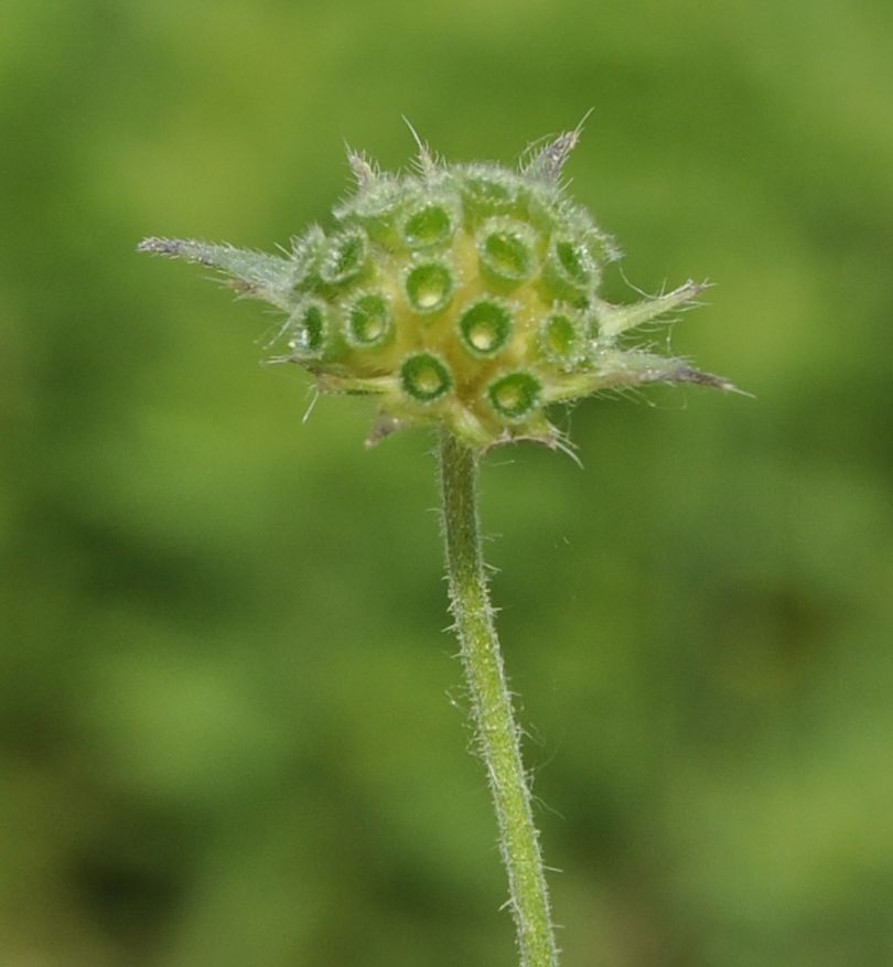 Image of Knautia integrifolia specimen.