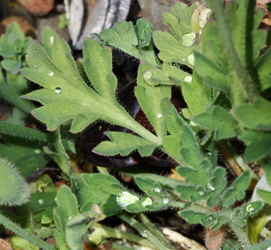 Изображение особи Papaver sokolovskajae.