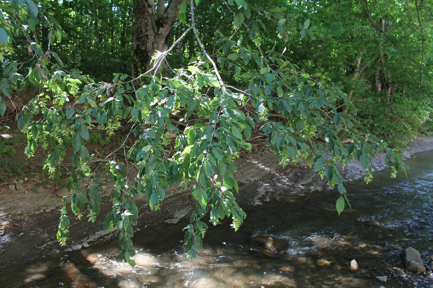 Изображение особи Carpinus betulus.