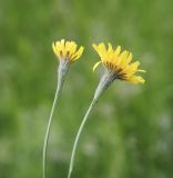 Scorzoneroides autumnalis