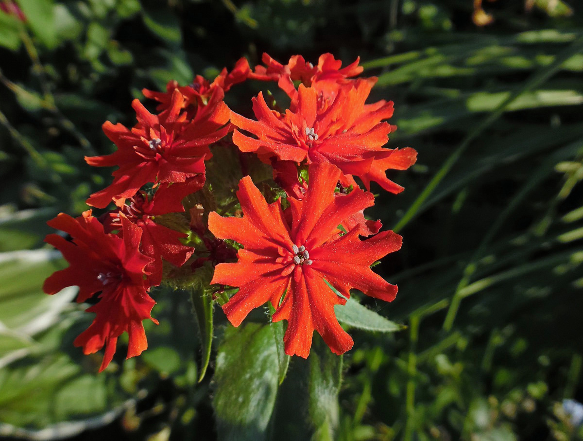 Изображение особи Lychnis chalcedonica.