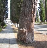 Pinus pityusa. Основание ствола с капом. Абхазия, Гагрский р-н, г. Пицунда. 26 августа 2009 г.