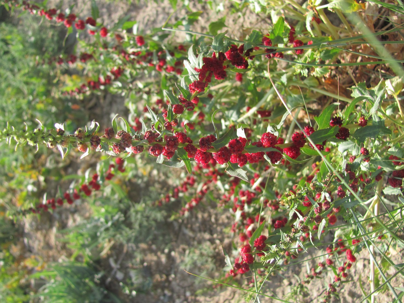 Image of Blitum virgatum specimen.