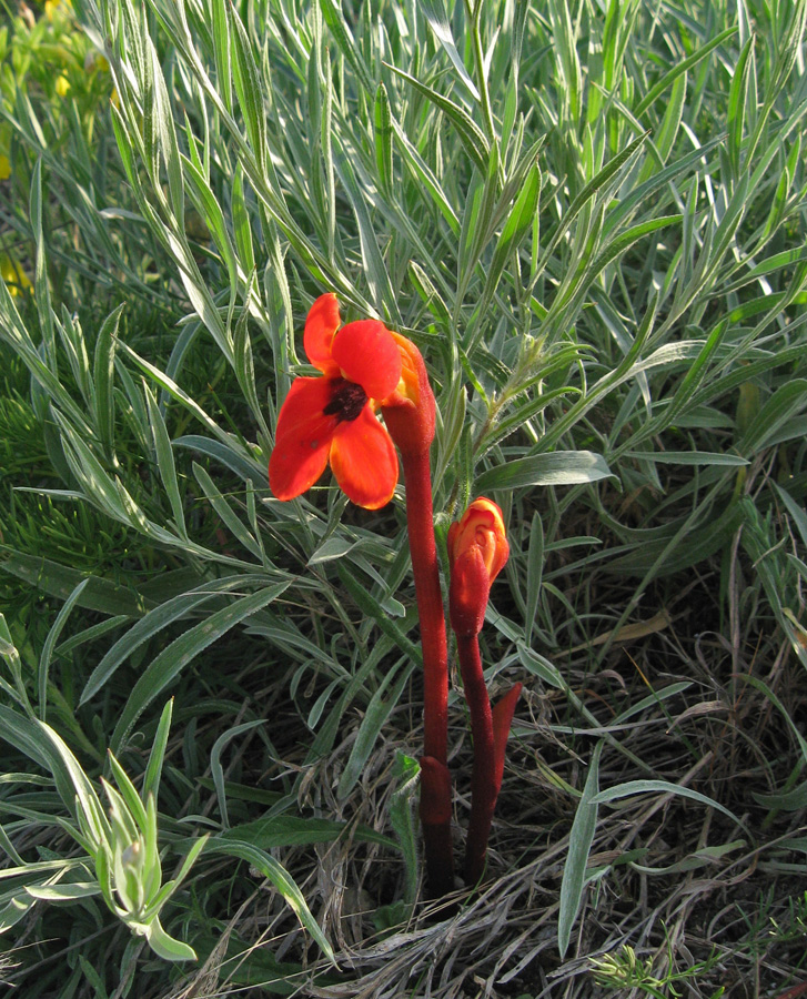 Image of Phelypaea coccinea specimen.