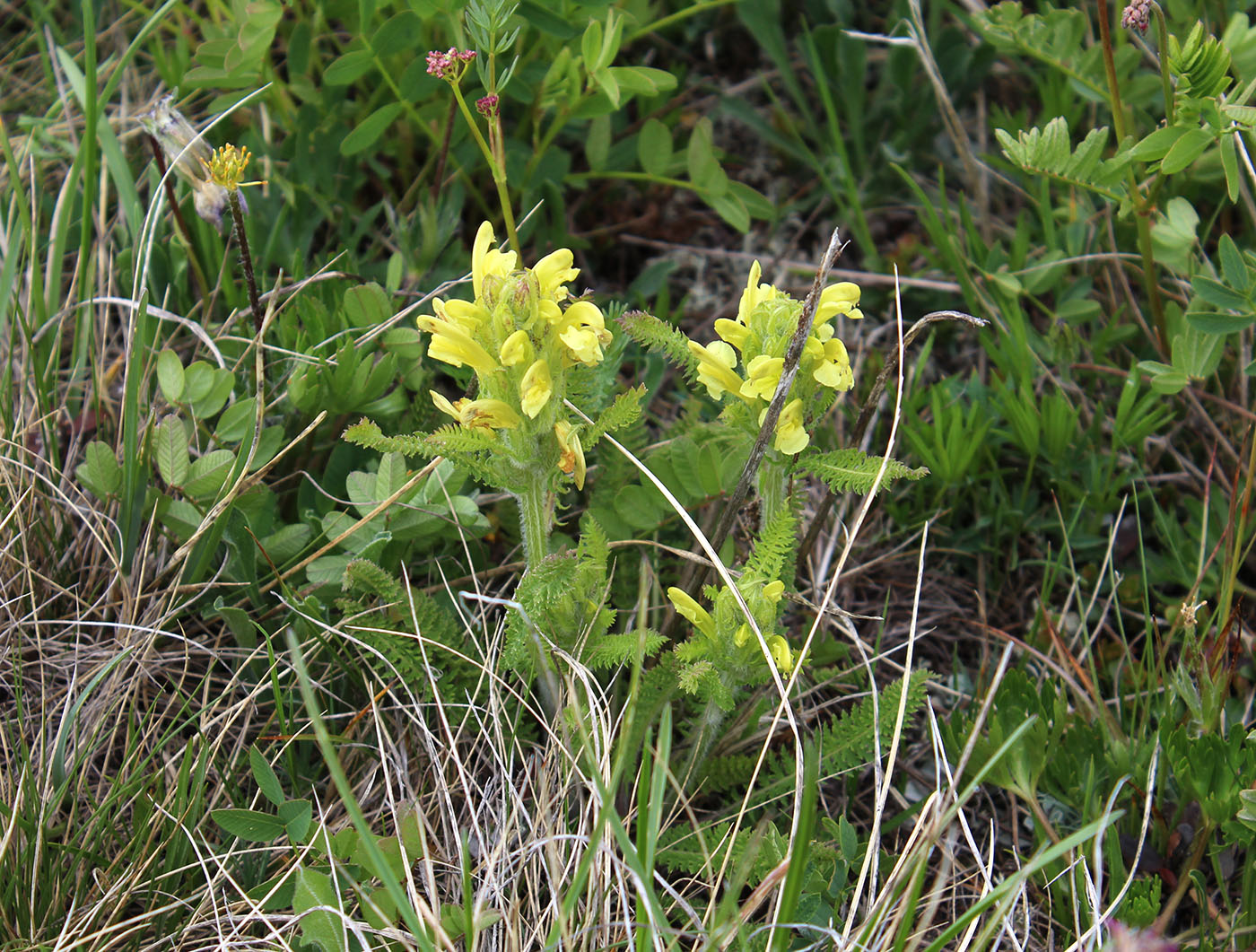 Изображение особи Pedicularis sibthorpii.