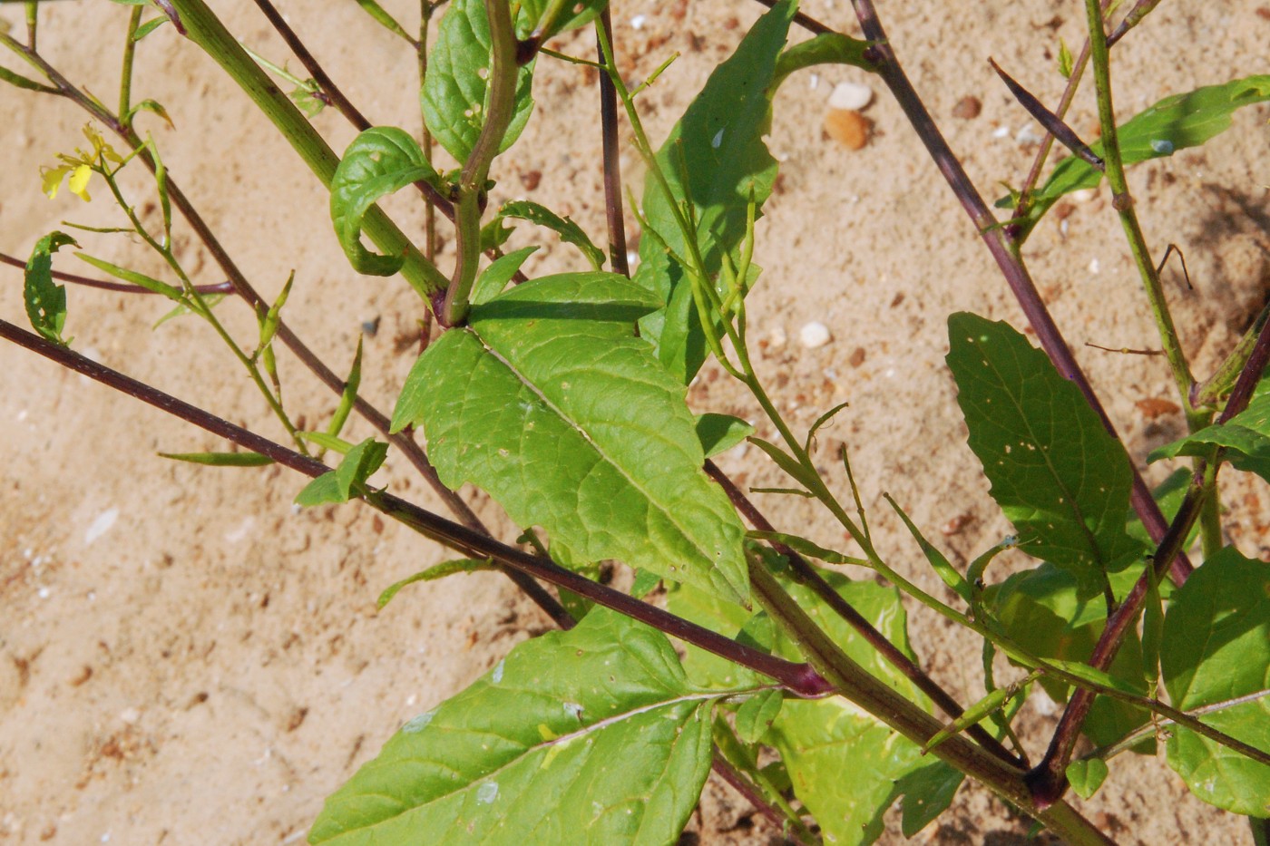 Image of Sinapis arvensis specimen.