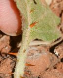 Solanum elaeagnifolium. Нижняя часть листовой пластинки и основание черешка. Израиль, Шарон, г. Герцлия, пустырь. 19.04.2017.