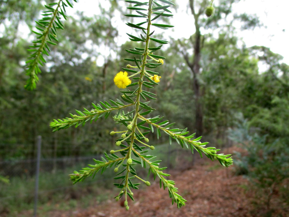 Image of Acacia conferta specimen.