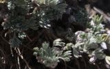 Artemisia frigida