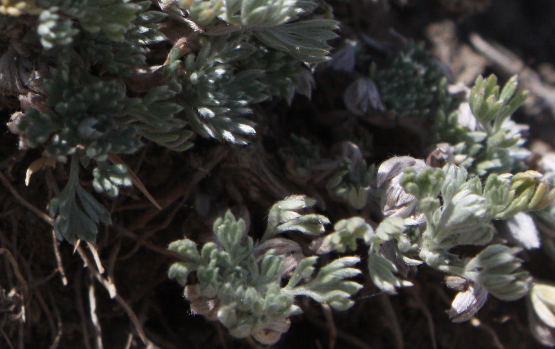 Image of Artemisia frigida specimen.