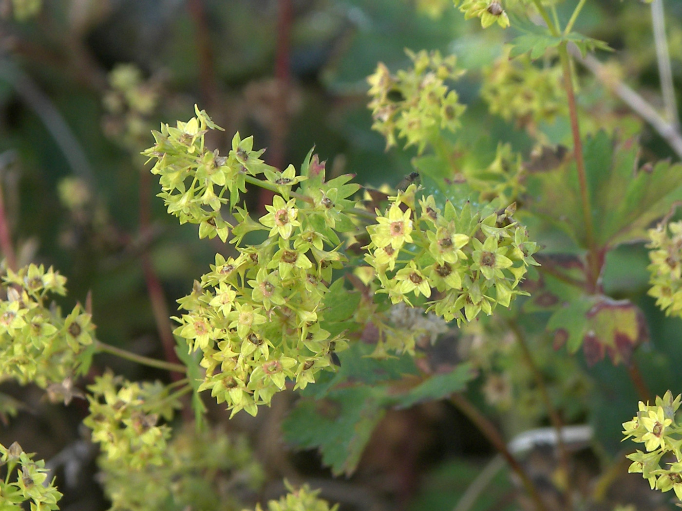 Изображение особи Alchemilla retinervis.