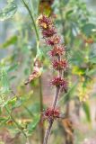 Galeopsis tetrahit