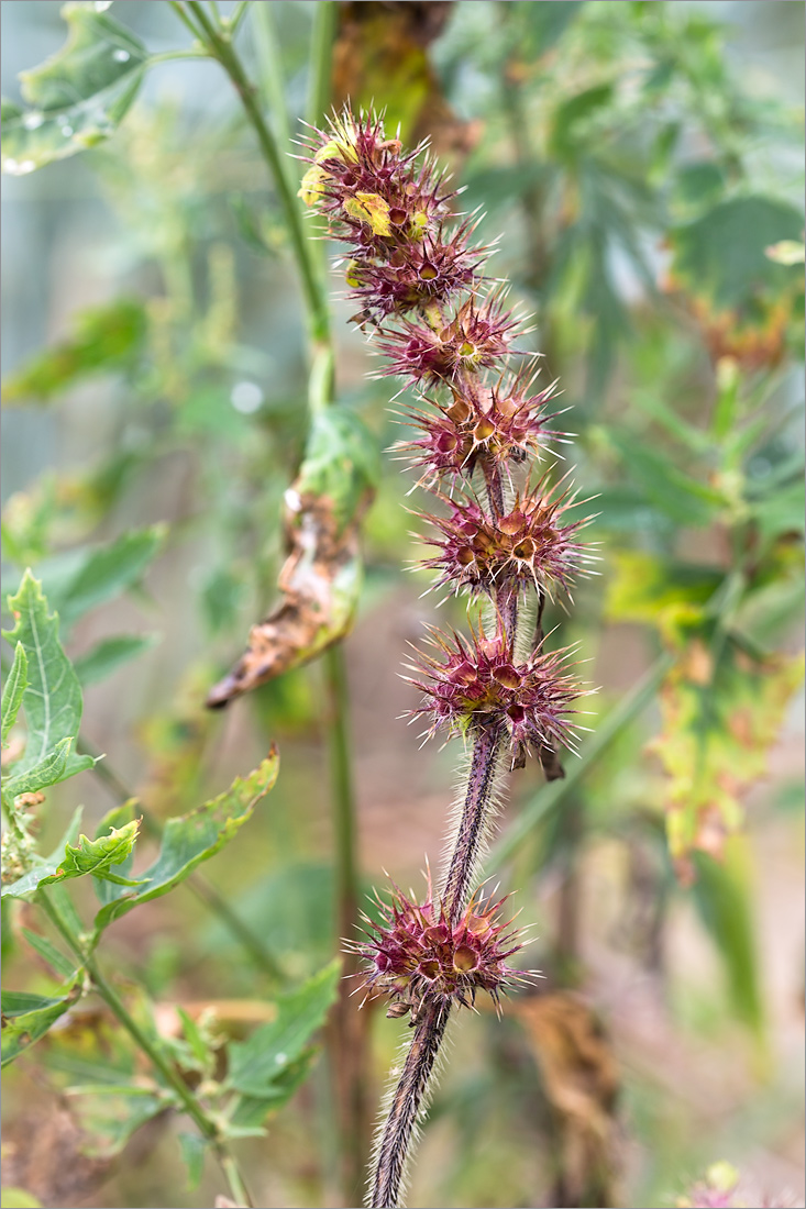 Изображение особи Galeopsis tetrahit.